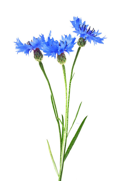 Blue Cornflower - Centaurea on a white background - Zdjęcie, obraz