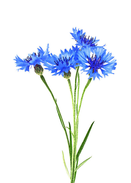 Blue Cornflower - Centaurea on a white background - Foto, immagini