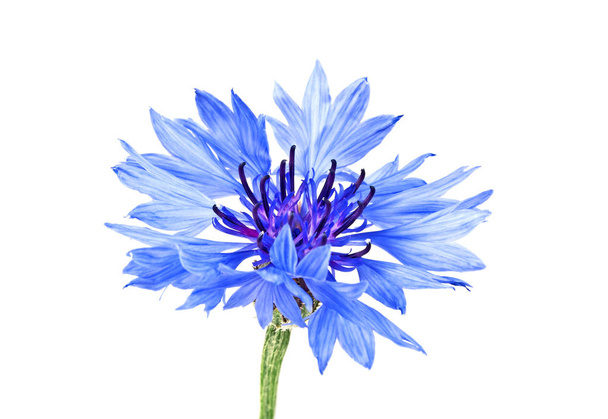 Blue Cornflower - Centaurea on a white background - Φωτογραφία, εικόνα