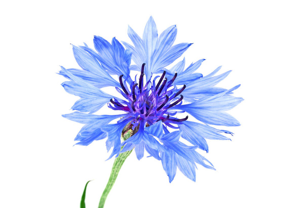 Blue Cornflower - Centaurea on a white background - Фото, изображение