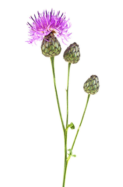 Purple Cornflower - Centaurea on a white background - Zdjęcie, obraz
