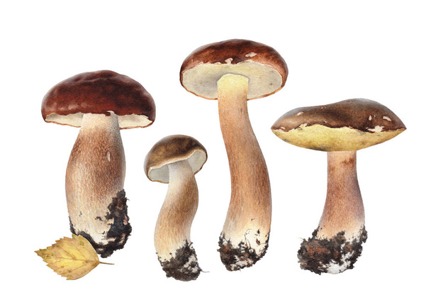 Watercolor boletus mushrooms - Foto, Imagen