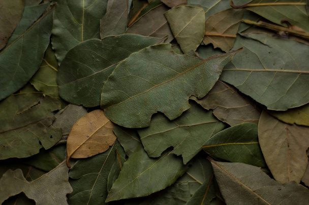 macro bay leaves for kitchen - Фото, зображення