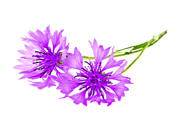 Violet Cornflower - Centaurea on a white background - Foto, imagen