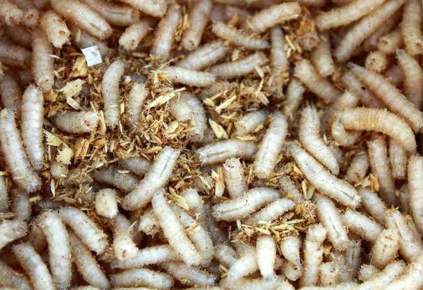 A lot of worms close up - Photo, Image