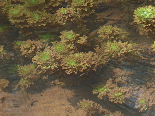 Myriophyllum aquaticum, Pappagallo sott'acqua, India
 - Foto, immagini