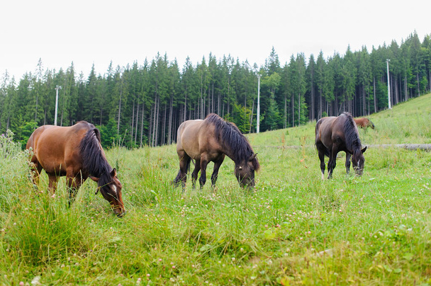 Grazing Horses on the Hillside - Fotografie, Obrázek