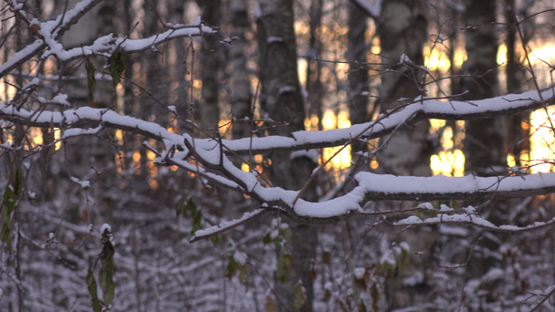 schönen schneebedeckten Winterwald bei Sonnenuntergang 4k Pan Shot - Filmmaterial, Video