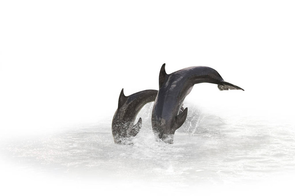 dois Dolphin jumping
 - Foto, Imagem