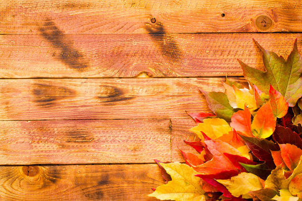 Thanksgiving day, autumn leaves background - Photo, Image
