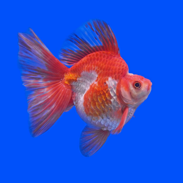 belo peixinho dourado no aquário
   - Foto, Imagem