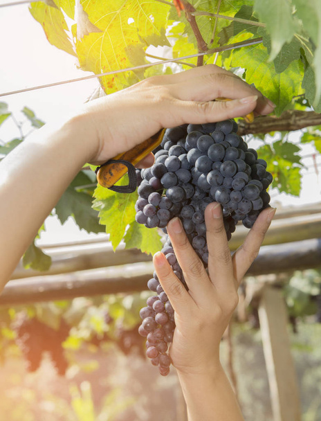 рабочие руки уборки черного винограда на ферме
 - Фото, изображение