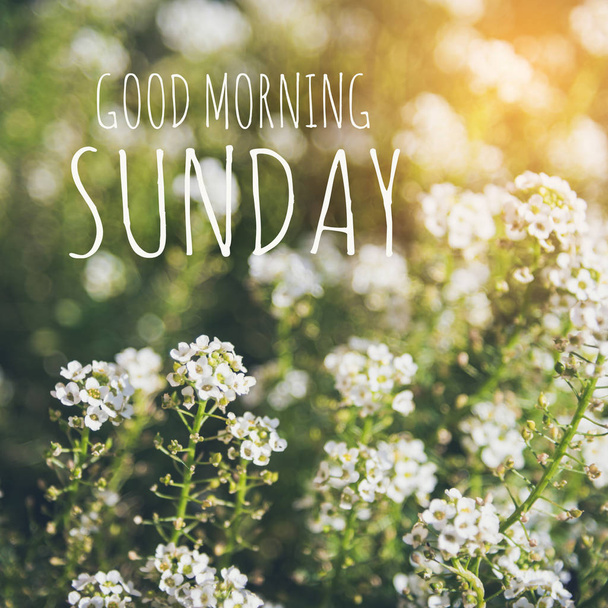 Günaydın güneş ışığı ile Pazar - Fotoğraf, Görsel