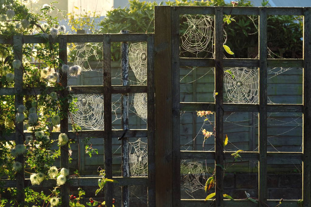 Detail of garden fence covered in cobwebs  - Photo, Image