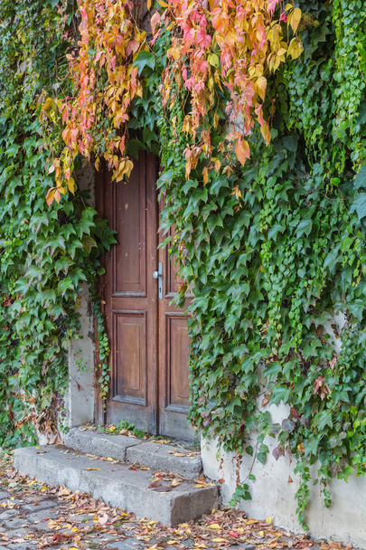 Ivy sonbahar renkleri ile büyümüş eski ahşap kapı - Fotoğraf, Görsel