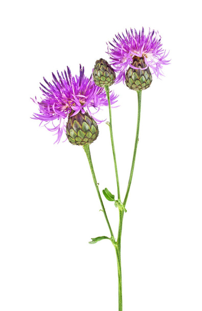 Purple Cornflower - Centaurea on a white background - Foto, Bild