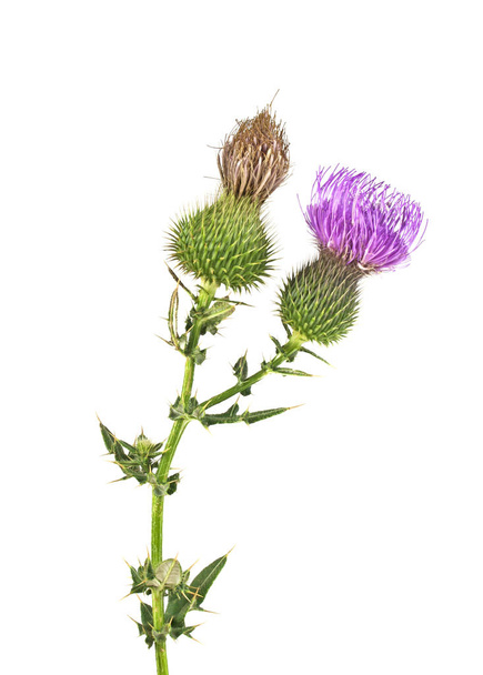 Milk Thistle plant (Silybum marianum) herbal remedy. Scotch this - Foto, Imagem