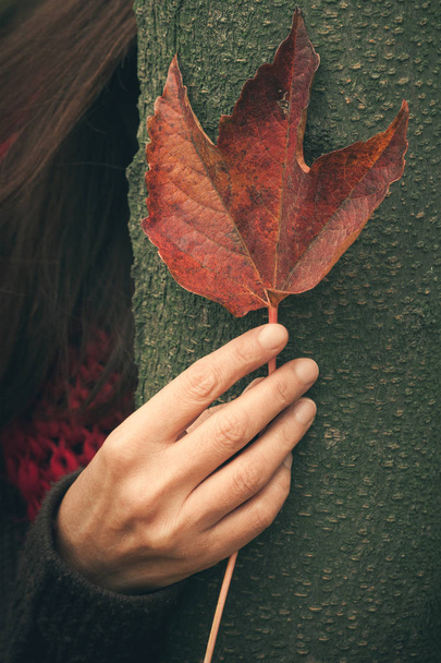 ženská ruka s listy na stromě - Fotografie, Obrázek