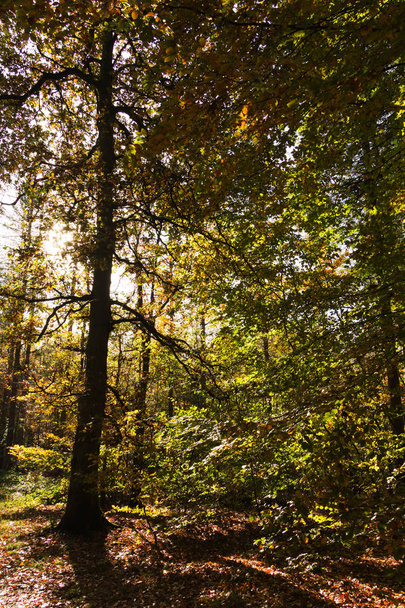 Woodland scène met gele en bruine herfst bladeren - Foto, afbeelding