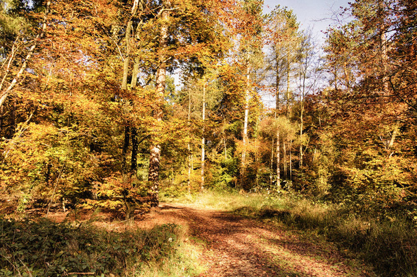 Woodland scene with yellow and brown autumn leaves HDR Filter. - Foto, imagen