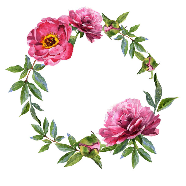 Fiore selvatico fiore di peonia cornice in stile acquerello isolato
. - Foto, immagini