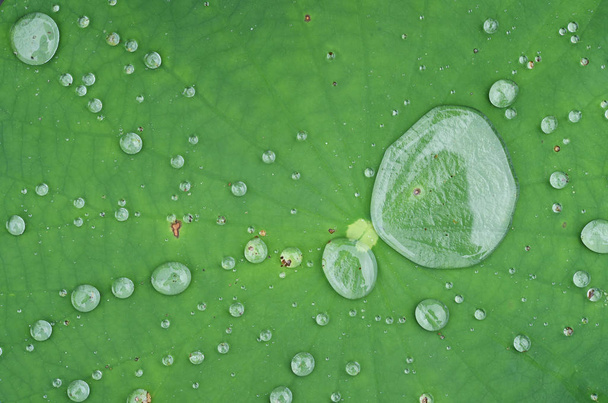 Close up of green leaves - Fotó, kép