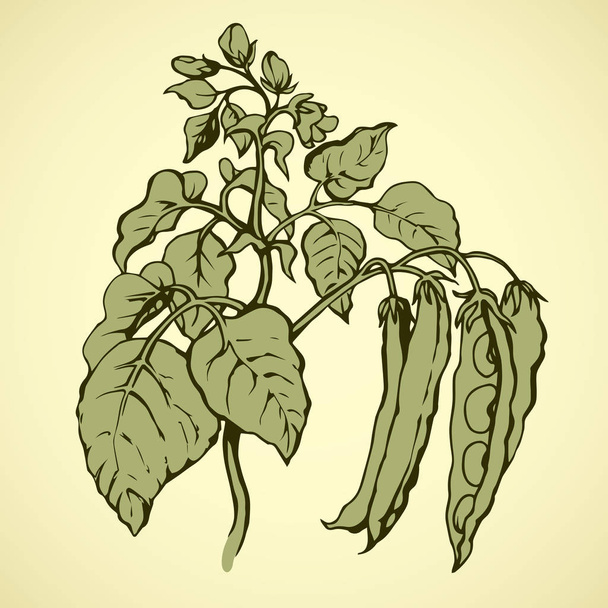 Branches beans. Vector drawing - Vector, Image