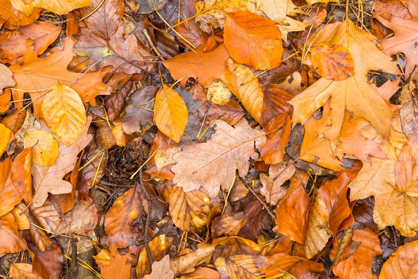 Tausta oranssi ja keltainen syksyn lehdet makaa maassa
 - Valokuva, kuva
