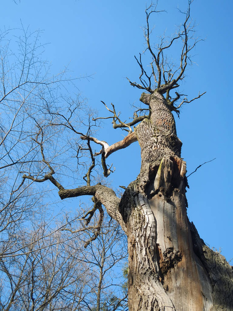 Drzewo z dołu na błękitne niebo - Zdjęcie, obraz