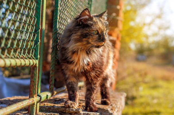 Katze auf einem Zaun - Foto, Bild