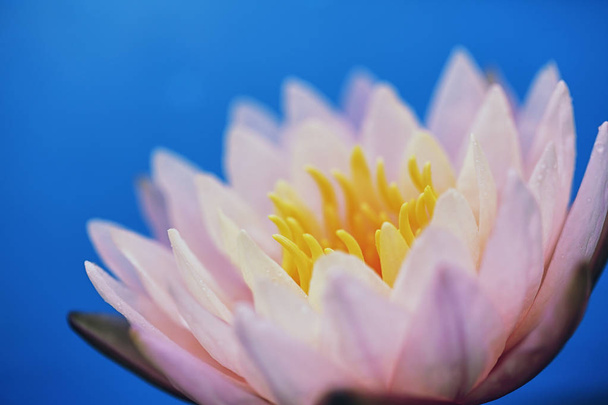 Lotus flower in close up - Фото, изображение
