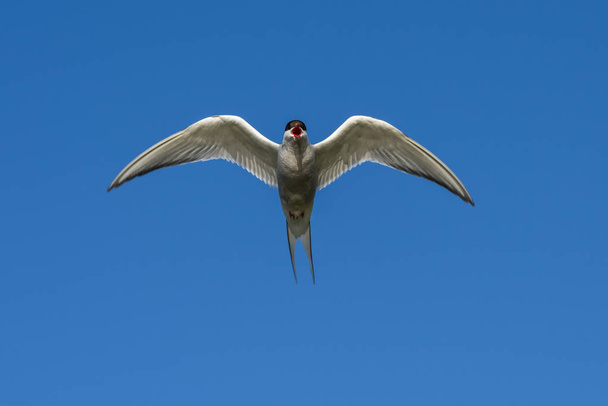 Arctic Tern Flying and making noice - Photo, Image