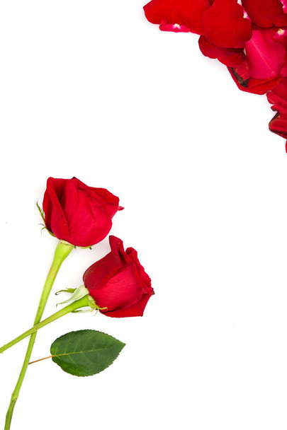 Red roses and petals isolated on white background - Foto, imagen