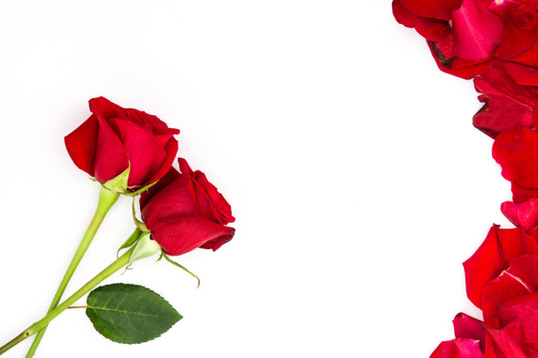 punaiset ruusut ja valkoisella pohjalla eristetyt terälehdet - Valokuva, kuva