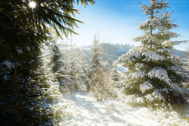 Sunny winter morning in coniferous forest - Valokuva, kuva