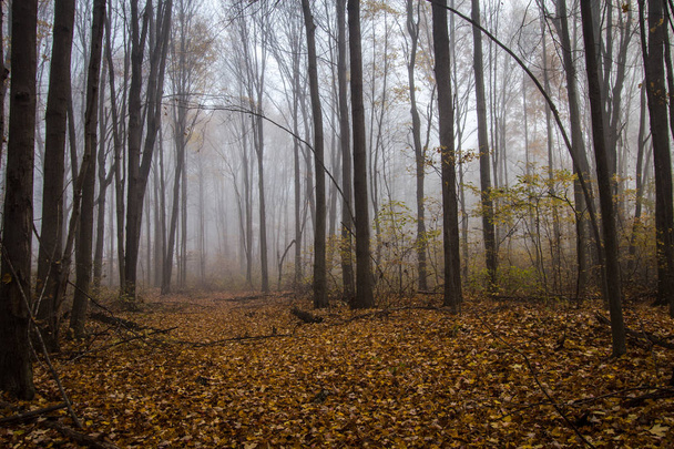 Foggy Forest Trail No Outono
 - Foto, Imagem