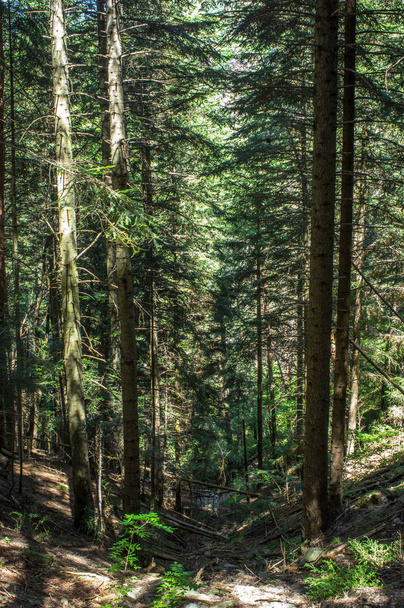 Глубина в лесу по утрам
  - Фото, изображение