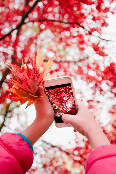 Tirar uma foto de uma árvore outonal vermelha brilhante
 - Foto, Imagem