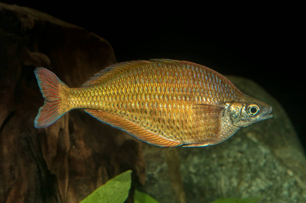 Ritratto di pesce arcobaleno (Melanotaenis) in acquario
 - Foto, immagini