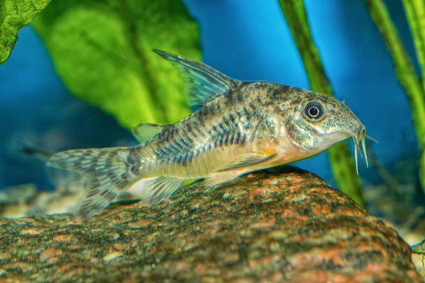 Catfish from the genus Corydoras - Photo, Image