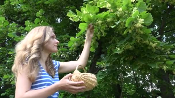 természetes gyógymódok hallgató vegye hársfavirág fonott kosárban. 4k - Felvétel, videó