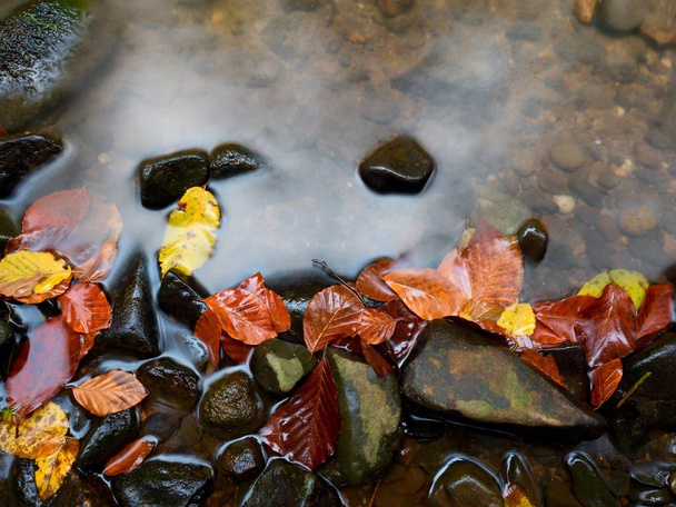 Couleurs d'automne. Détail de vieilles feuilles pourries sur du gravier de basalte dans de l'eau en miroir
 - Photo, image
