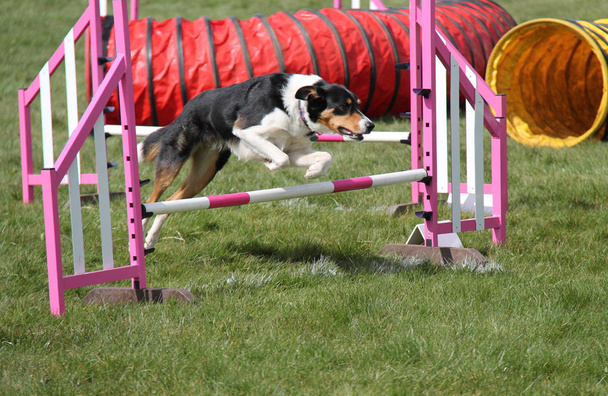 Agility hond sprong. - Foto, afbeelding