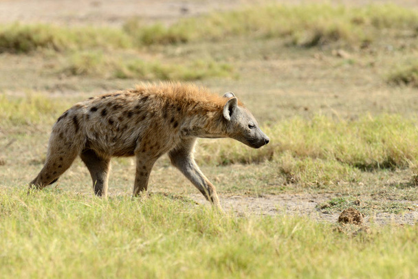 Hyène dans le parc national du Kenya
 - Photo, image