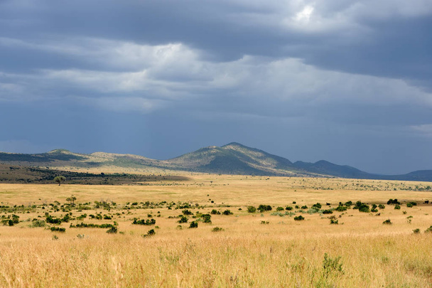 Krajobraz sawanny w Parku Narodowego Kenii - Zdjęcie, obraz