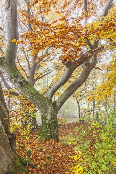 autumn scenery - Foto, afbeelding