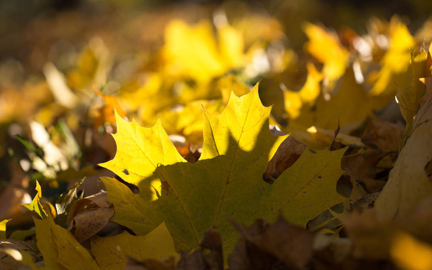 jesień liść tekstura - Zdjęcie, obraz