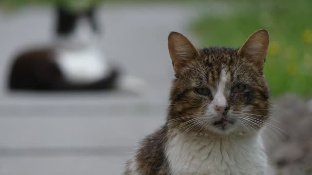 Трансфер фокус: Две кошки прогулки по тропинке в летнем городском парке
. - Кадры, видео