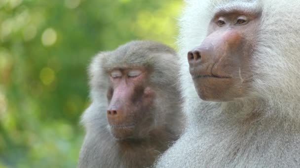 Aslan kuyruklu makak (Macaca silenus) veya wanderoo Güney Batı Ghats Hindistan'a endemik bir eski dünya maymun olduğunu. - Video, Çekim