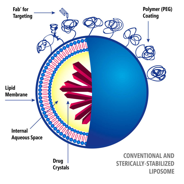 Geleneksel ve Sterically stabilize lipozom - Vektör, Görsel